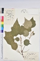 白背葉藏品圖，第1張