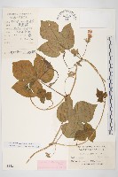 碗仔花藏品圖，第1張