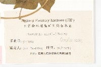 碗仔花藏品圖，第3張