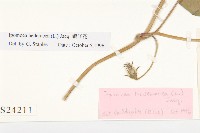 碗仔花藏品圖，第4張