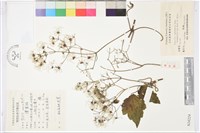 鈍齒鐵線蓮藏品圖，第1張