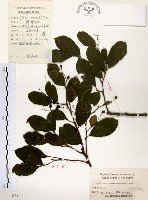 灰木藏品圖，第1張