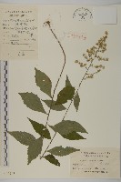 珍珠蒿、奇蒿藏品圖，第1張