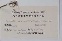 擬地皮消藏品圖，第2張