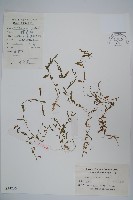 半邊蓮、鐮磨仔草藏品圖，第1張