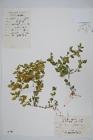爵床、六角英藏品圖，第1張