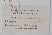 爵床、六角英藏品圖，第2張