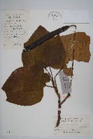 黃金樹藏品圖，第1張