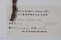 黃金樹藏品圖，第2張