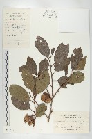 油柿藏品圖，第1張