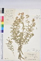 大戟藏品圖，第1張