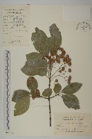 厚葉衛矛, 源一木藏品圖，第1張