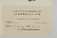 厚葉衛矛, 源一木藏品圖，第3張