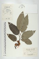 浙江柿藏品圖，第1張