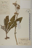 薄葉艾納香藏品圖，第1張