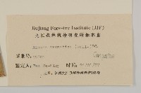 薄葉艾納香藏品圖，第3張