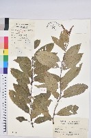 茅栗藏品圖，第1張