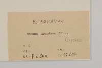 大狼把草藏品圖，第3張