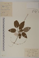 阿里山鬼督郵藏品圖，第1張