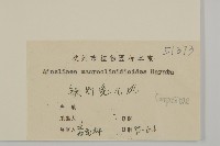 阿里山鬼督郵藏品圖，第3張