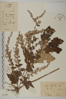 艾蒿藏品圖，第1張