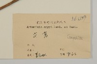 艾蒿藏品圖，第3張