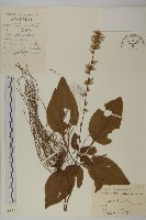 阿里山鬼督郵藏品圖，第1張