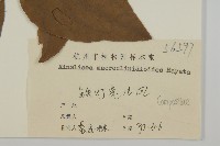 阿里山鬼督郵藏品圖，第3張