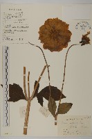 大麗花藏品圖，第1張