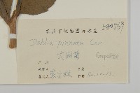 大麗花藏品圖，第3張