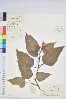 扛香藤藏品圖，第1張