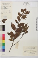 鈍齒鼠李藏品圖，第1張