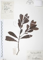 楊梅藏品圖，第1張