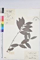 紅毛饅頭果藏品圖，第1張