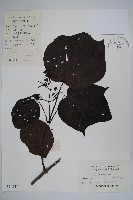 梓樹藏品圖，第1張