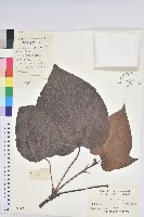 三年桐、光桐藏品圖，第1張