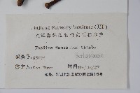 南天竹、天竹、蘭天竹藏品圖，第2張