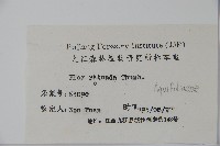 鐵冬青藏品圖，第2張