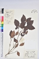 守城滿山紅、馬禮士杜鵑藏品圖，第1張