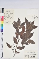 米飯花藏品圖，第1張