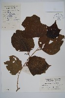 八角楓藏品圖，第1張