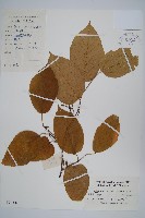 八角楓、瓜木藏品圖，第1張