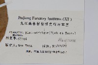 八角楓、瓜木藏品圖，第2張