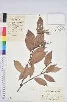 子彈石櫟藏品圖，第1張