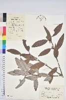 登錄號:S024348藏品圖，第1張