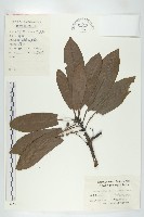 俄氏虎皮楠、蘭嶼虎皮楠、虎皮楠藏品圖，第1張