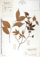 櫸、雞油藏品圖，第1張