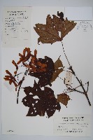 天台闊葉槭藏品圖，第1張