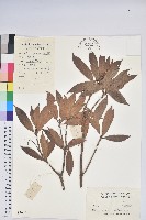 馬醉木藏品圖，第1張