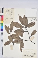 細葉青剛、黑稠、黑櫟、小葉青剛藏品圖，第1張